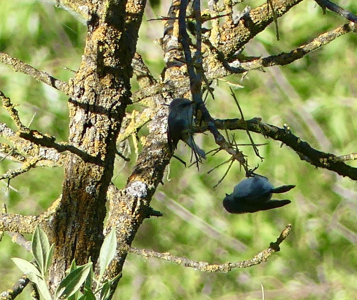 Bushtit - ML620116413