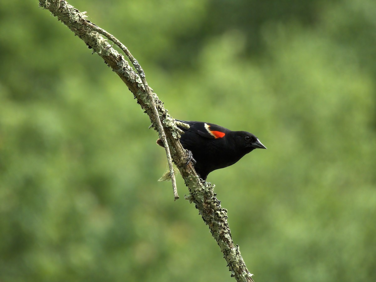 Red-winged Blackbird - ML620116419