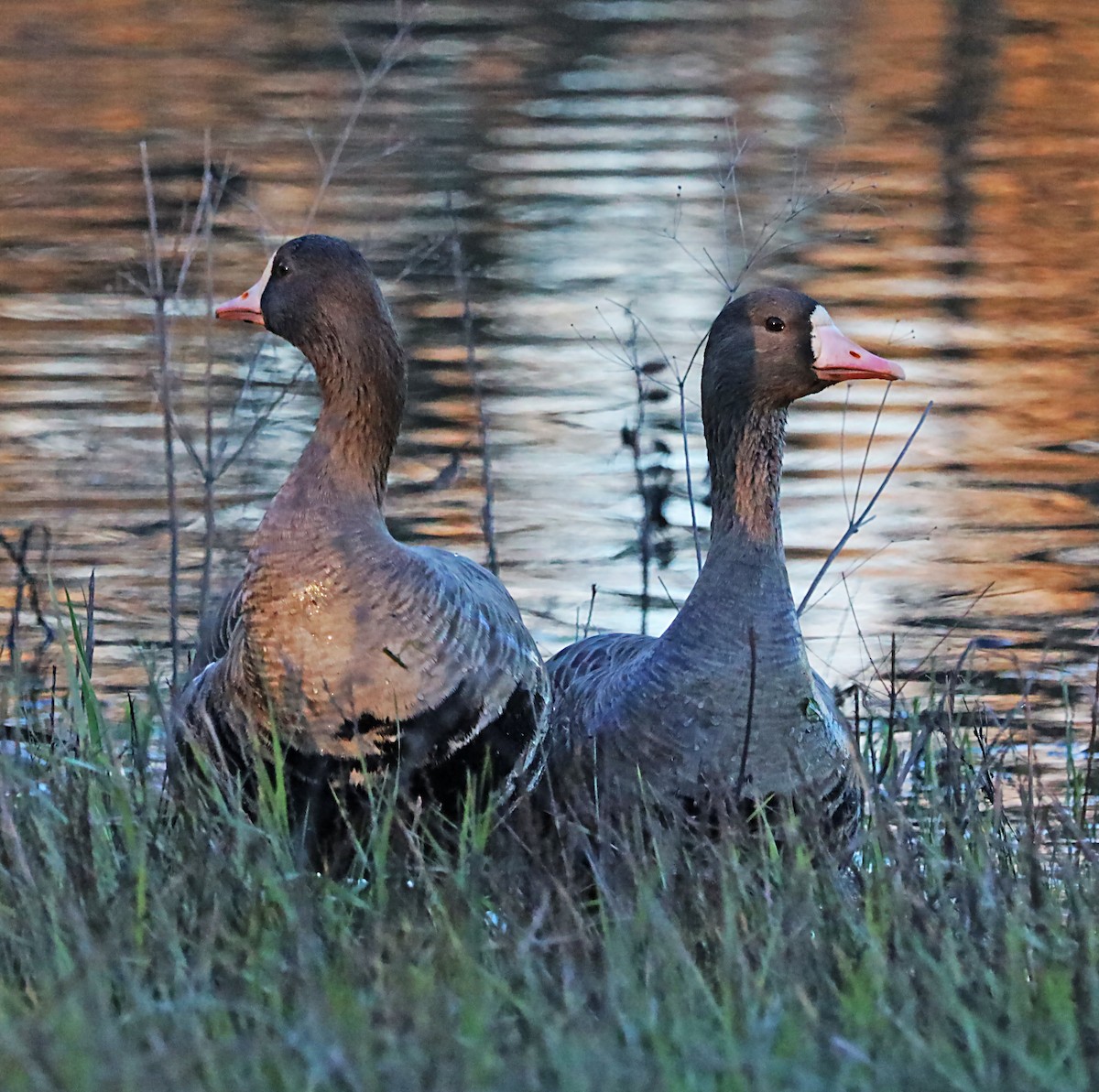 Greater White-fronted Goose - ML620116421