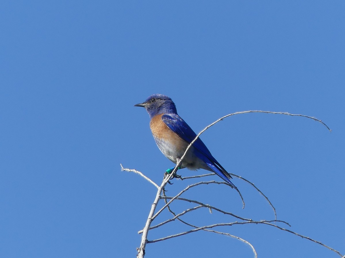 Western Bluebird - ML620116425