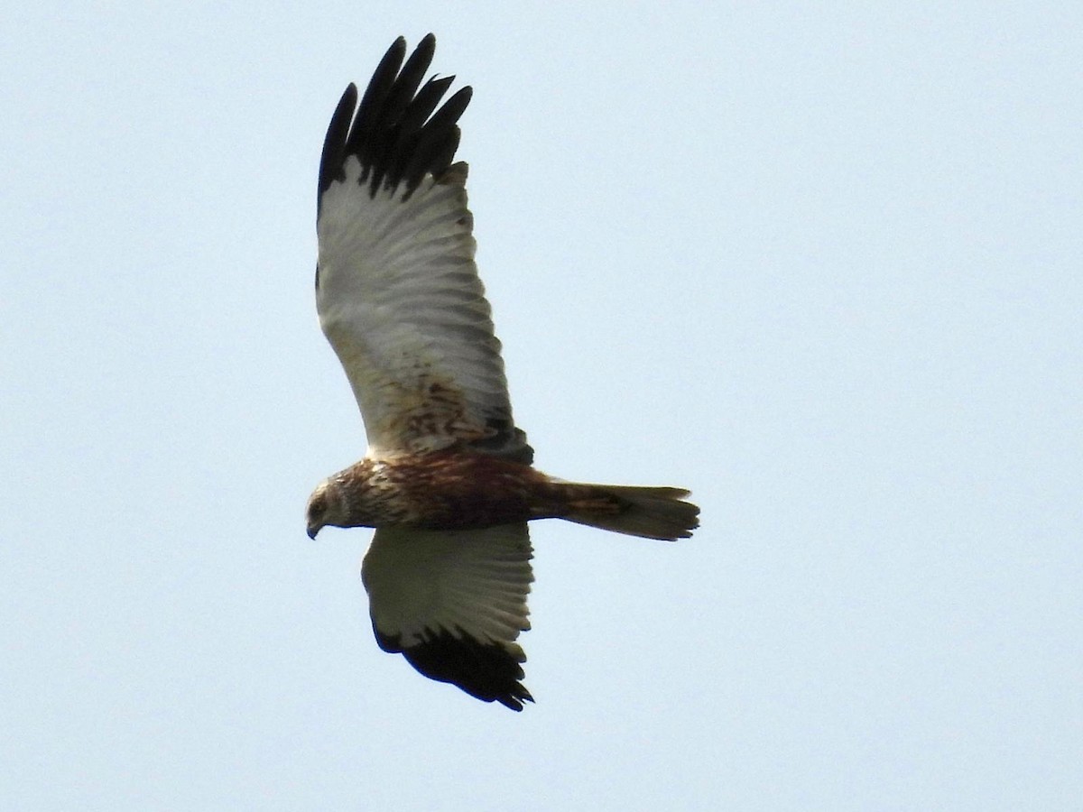 Western Marsh Harrier - ML620116435