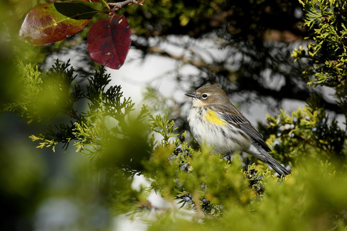 Yellow-rumped Warbler (Myrtle) - ML620116440