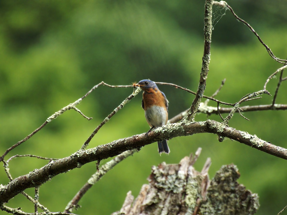 Eastern Bluebird - ML620116442