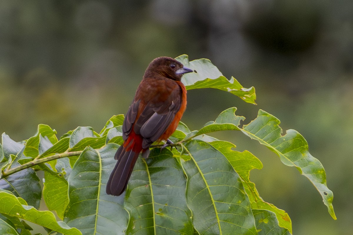 Silver-beaked Tanager - ML620116443