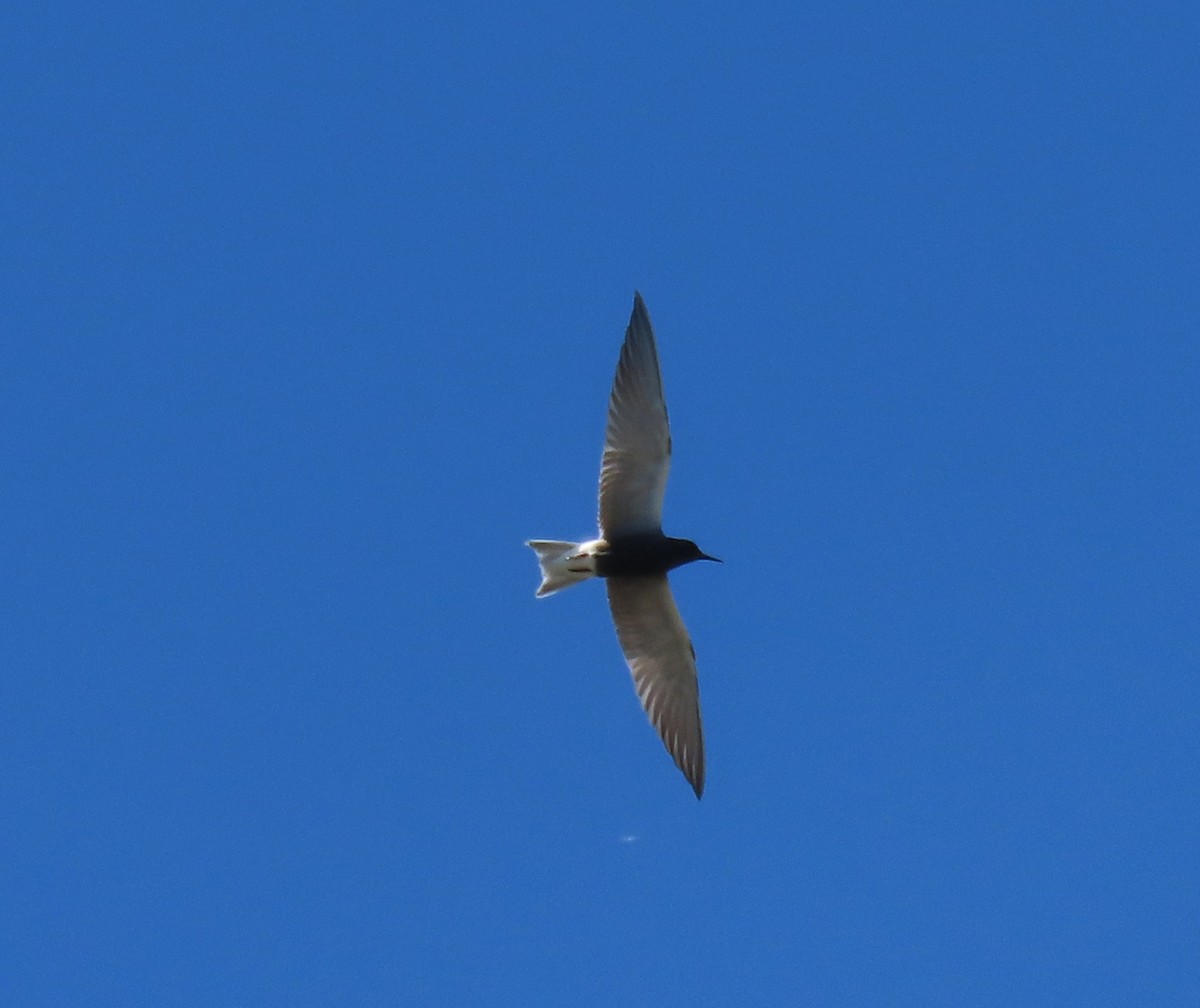 Black Tern - ML620116479