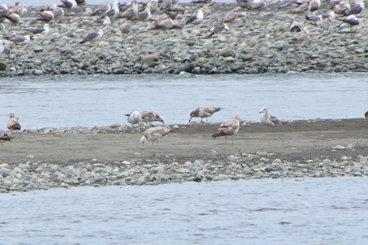 Black-tailed Gull - ML620116484