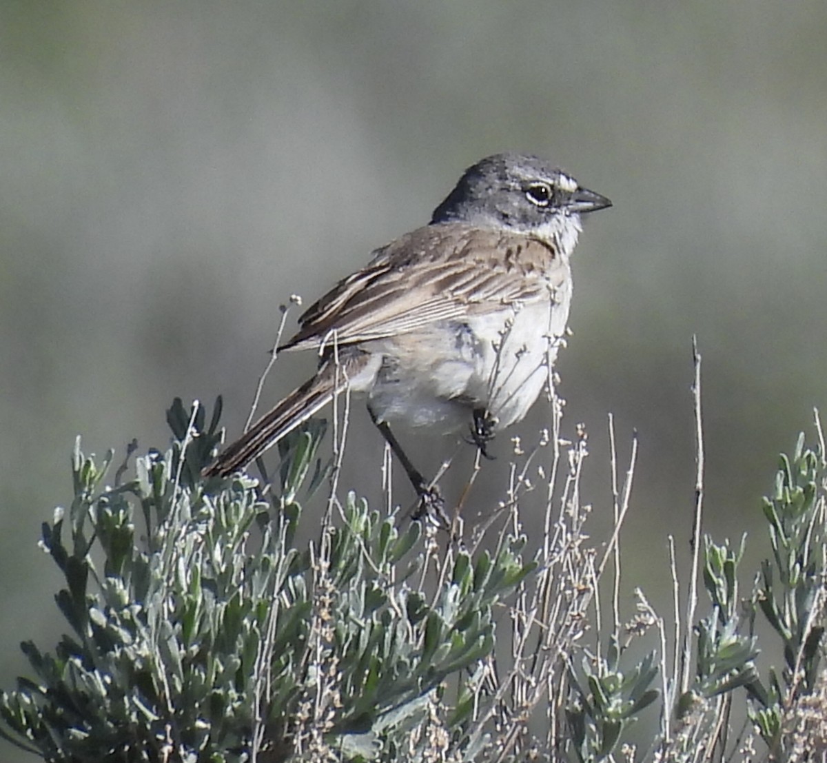 Sagebrush Sparrow - ML620116485