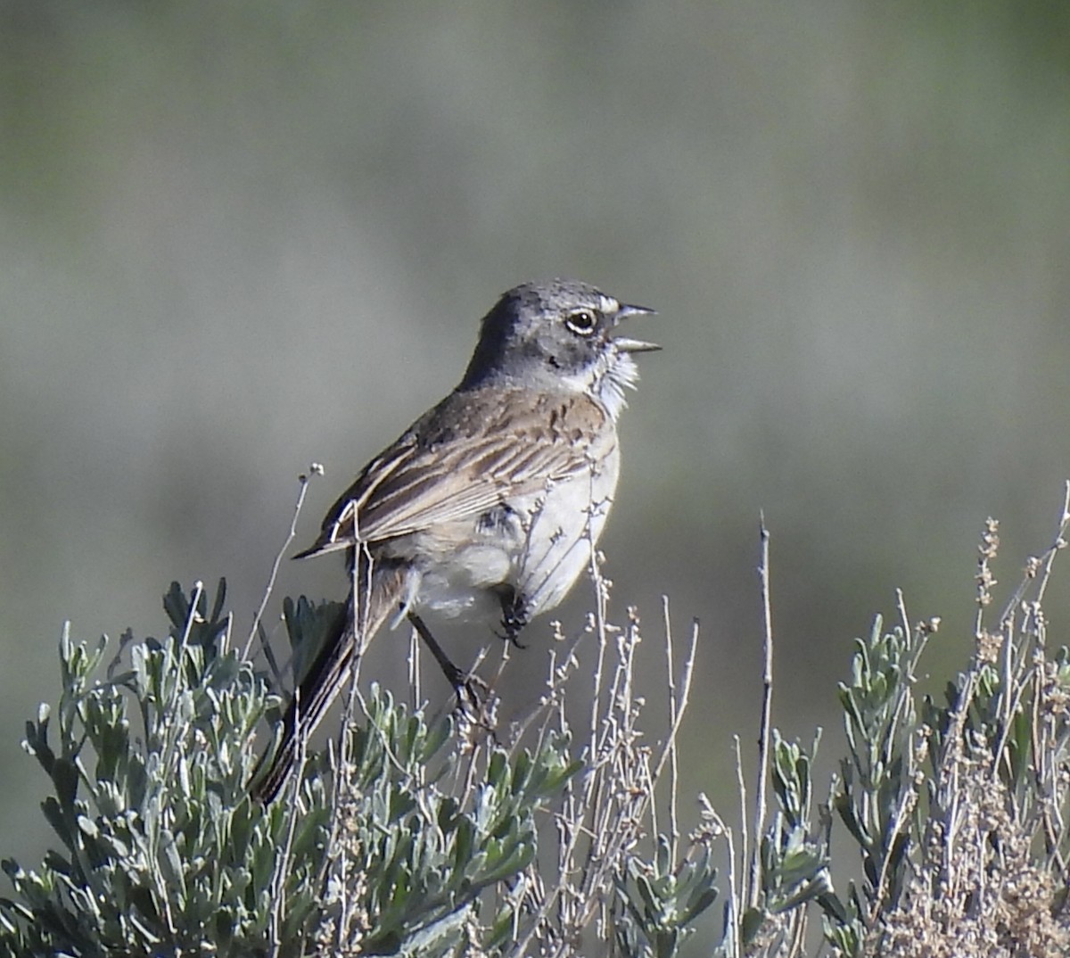 Sagebrush Sparrow - ML620116486