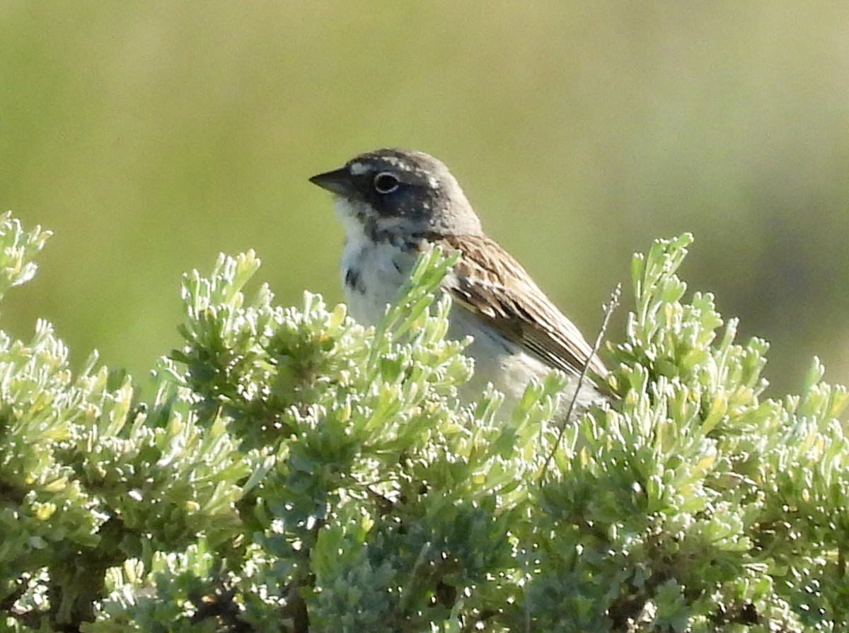 Sagebrush Sparrow - ML620116487