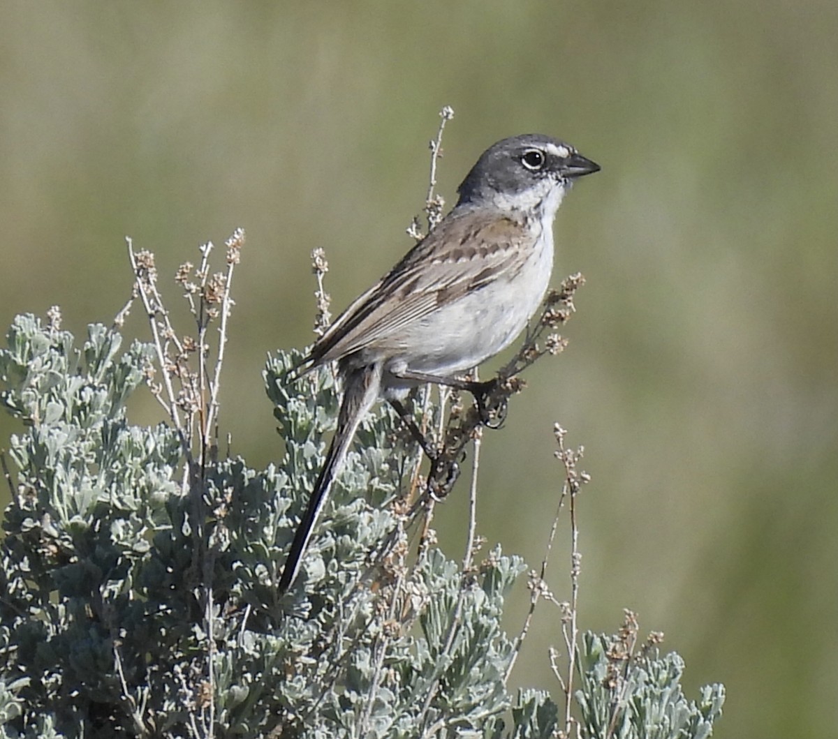 Sagebrush Sparrow - Jensy Shell