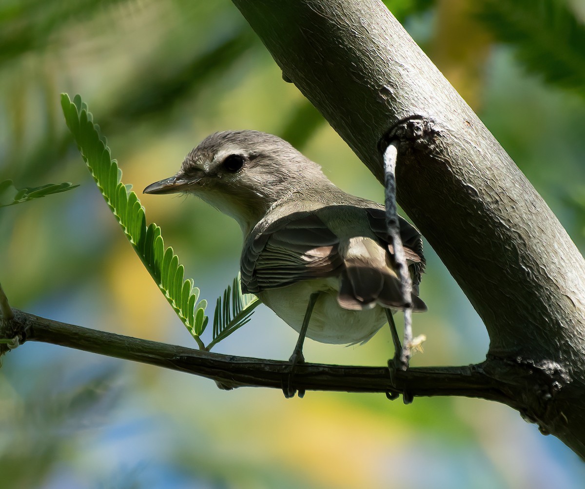 Warbling Vireo (Western) - ML620116491