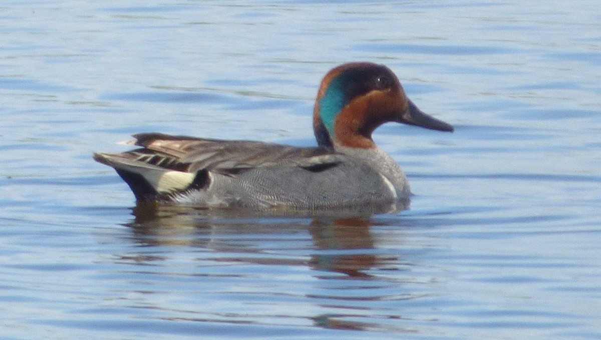 Green-winged Teal - ML620116492