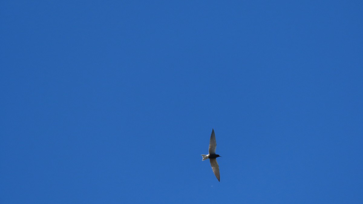 Black Tern - ML620116501
