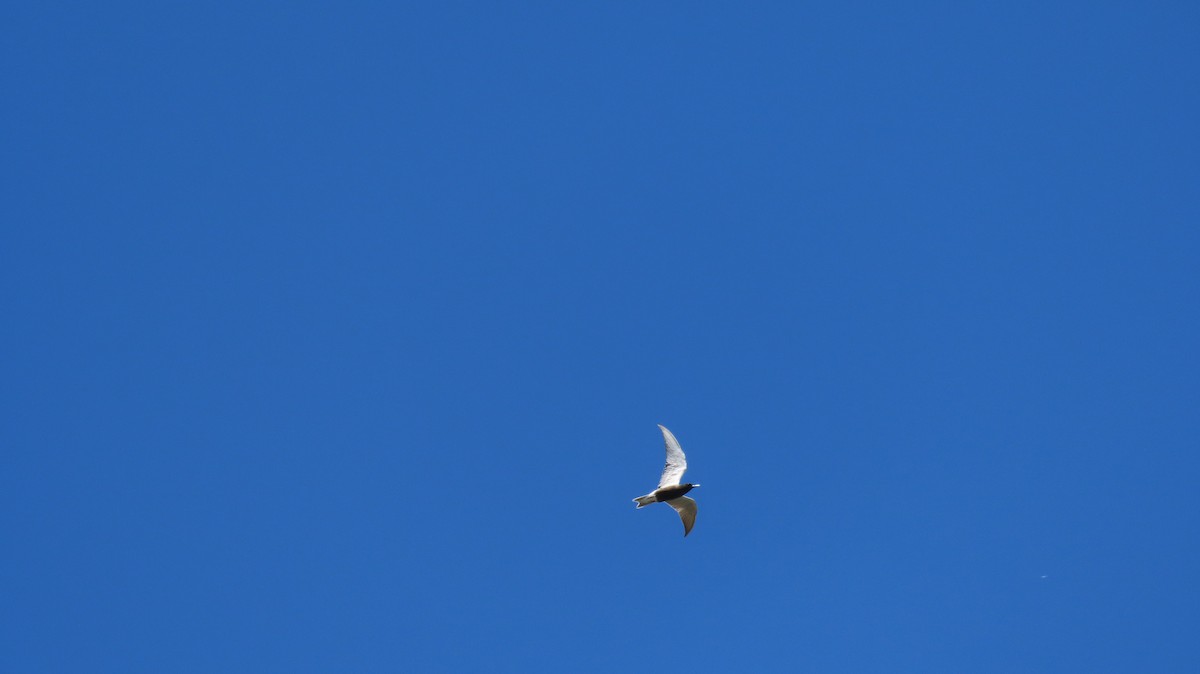 Black Tern - ML620116502