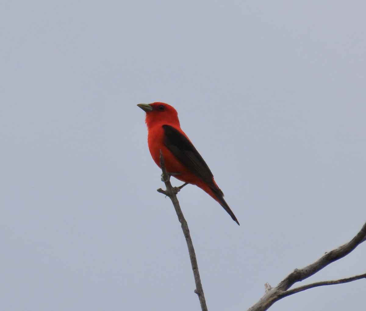 Scarlet Tanager - ML620116503