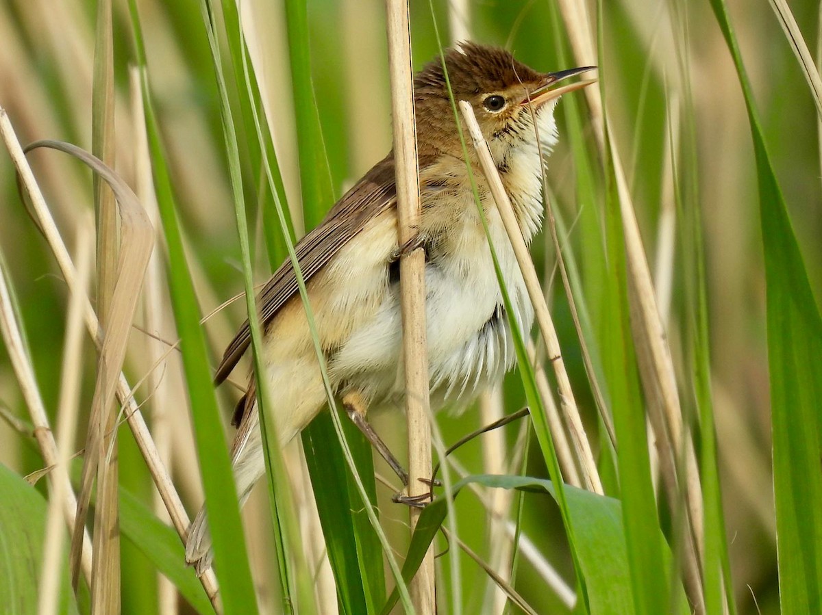 Common Reed Warbler - ML620116507