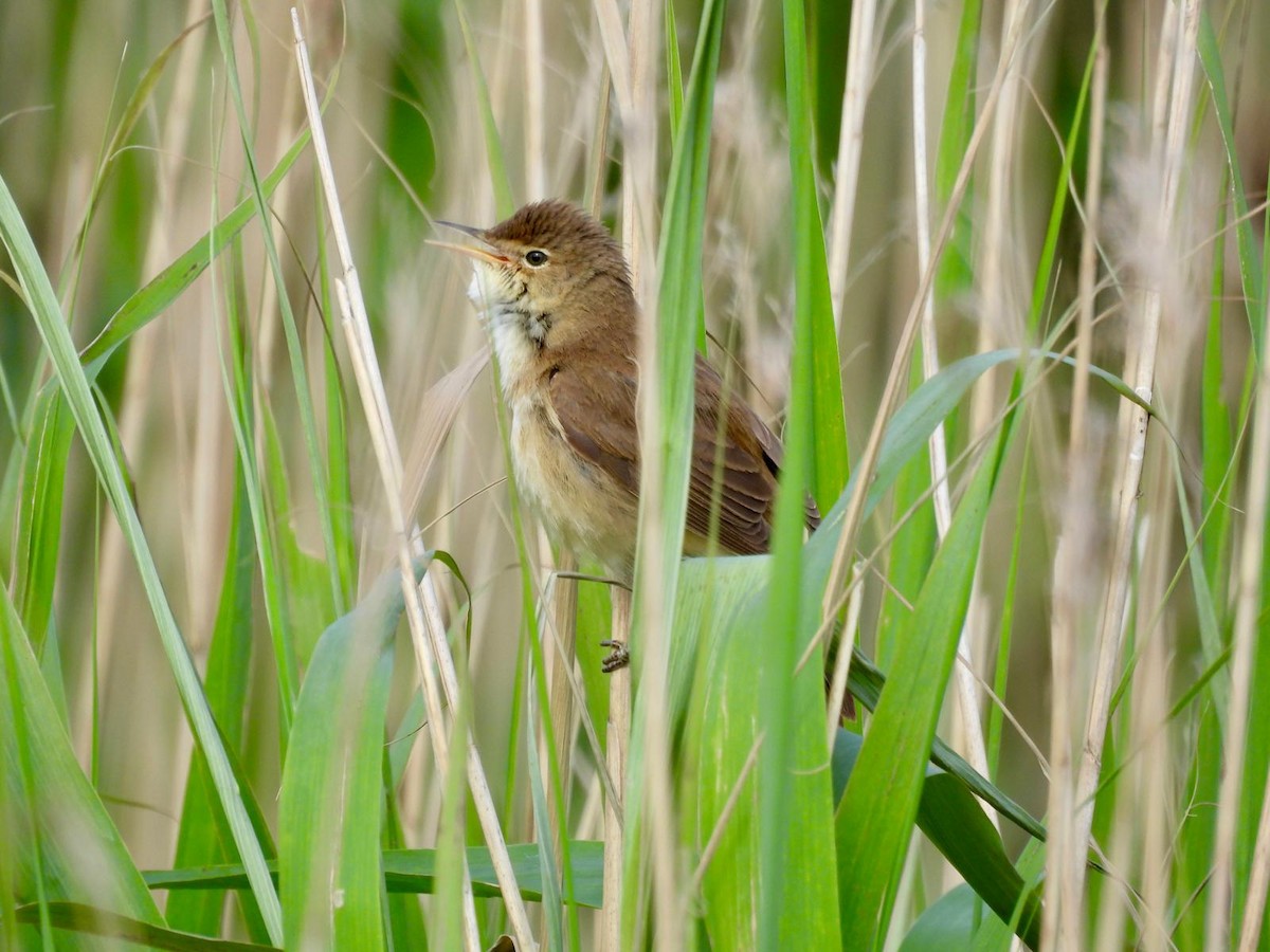 Common Reed Warbler - ML620116508