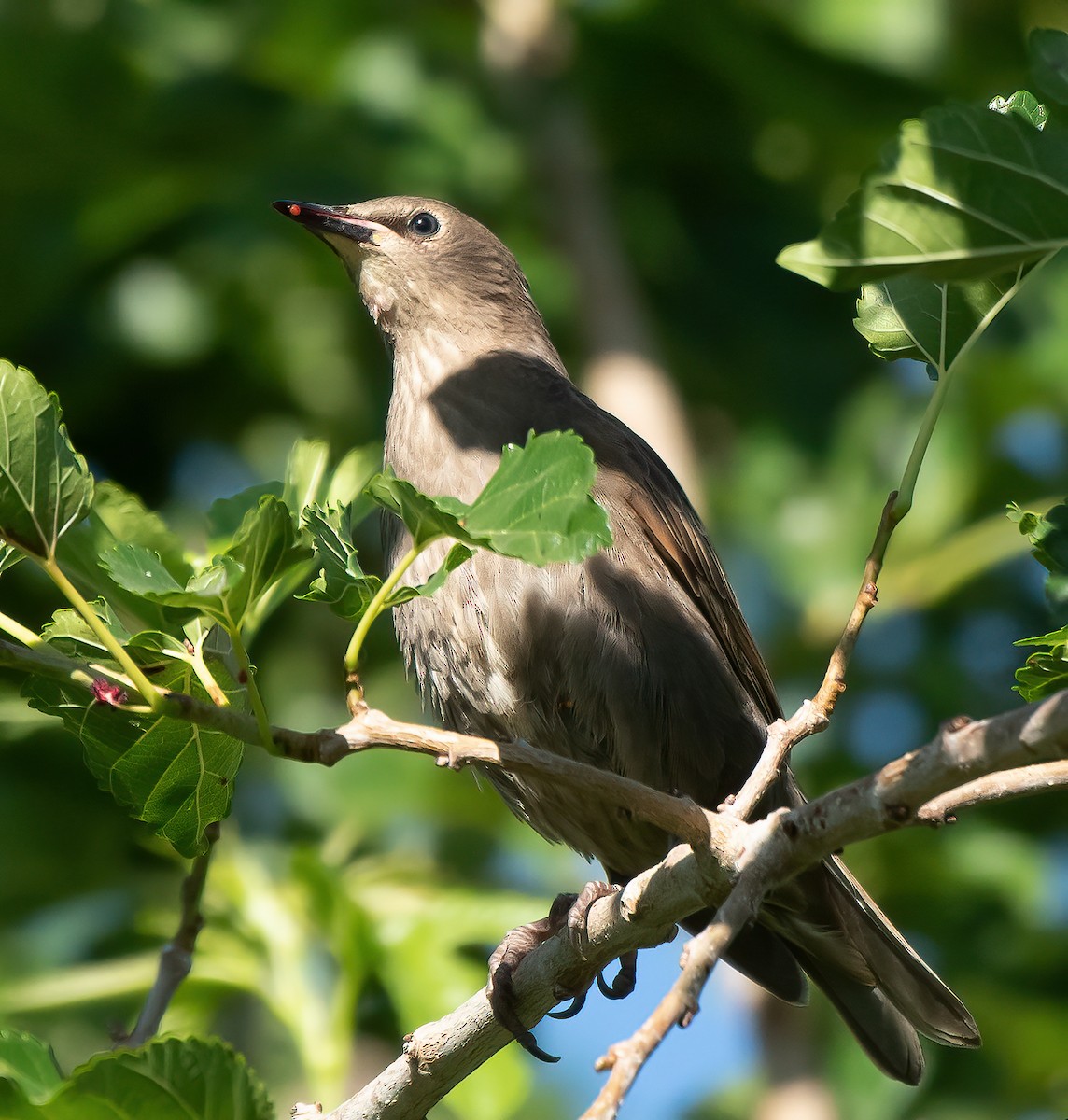 歐洲椋鳥 - ML620116509