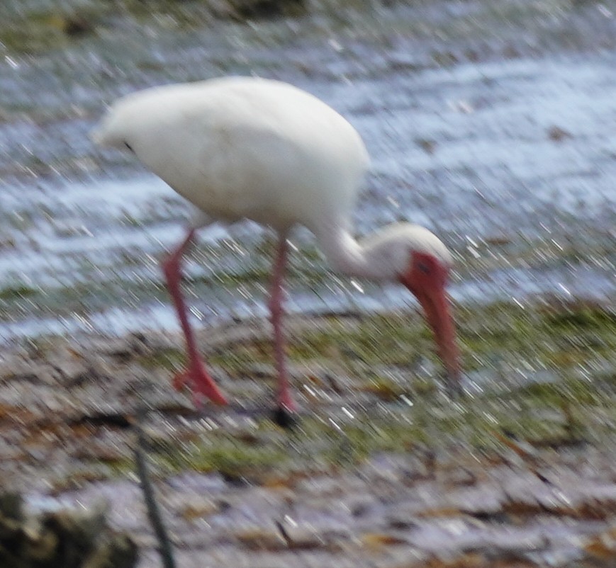 ibis bílý - ML620116515