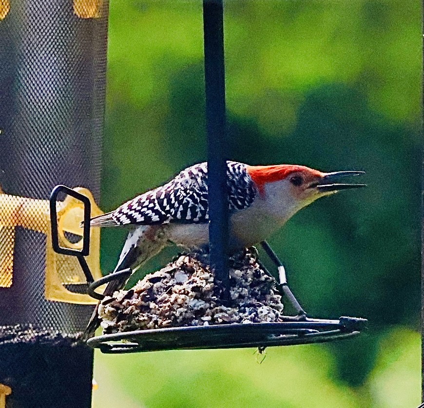 Red-bellied Woodpecker - ML620116517
