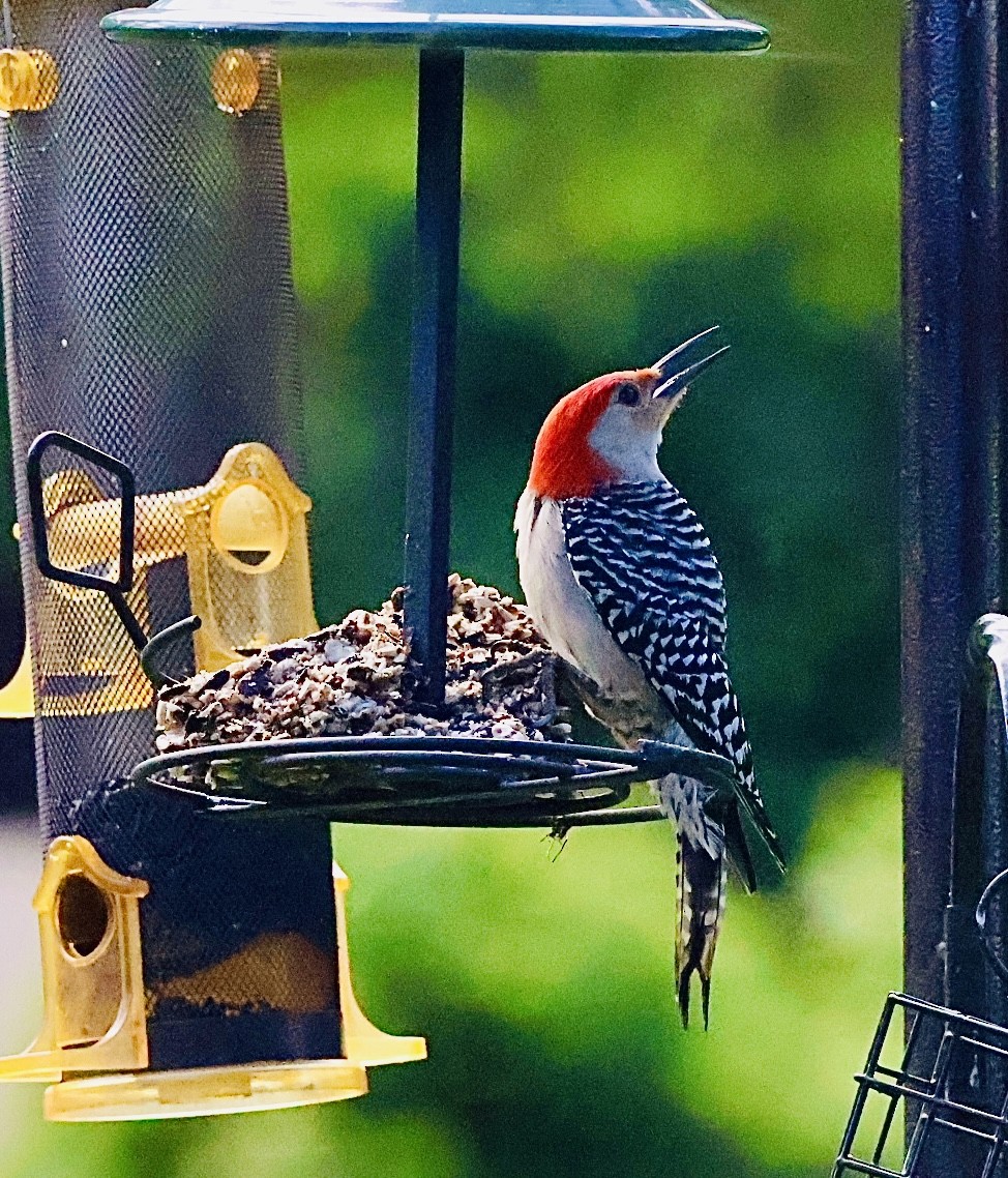 Red-bellied Woodpecker - ML620116518
