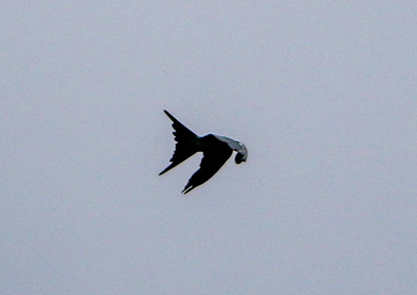 Swallow-tailed Kite - ML620116520