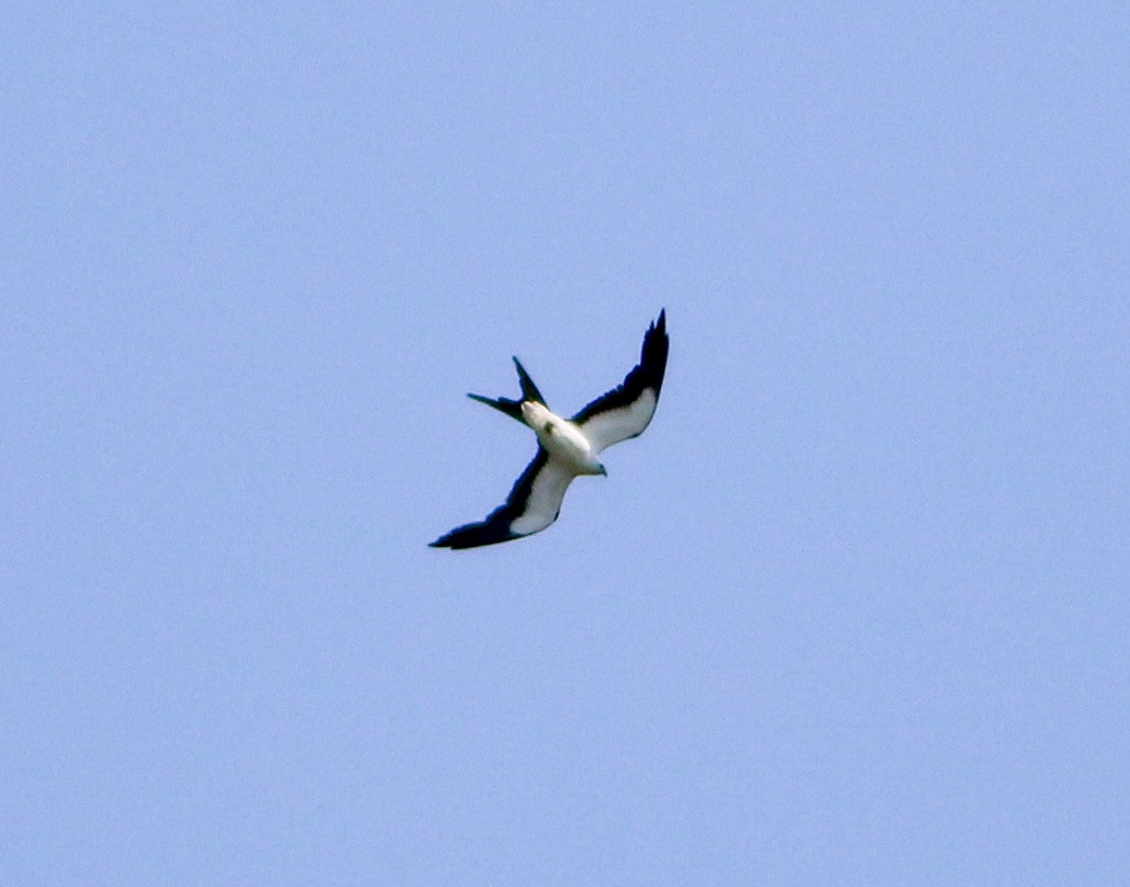 Swallow-tailed Kite - ML620116521