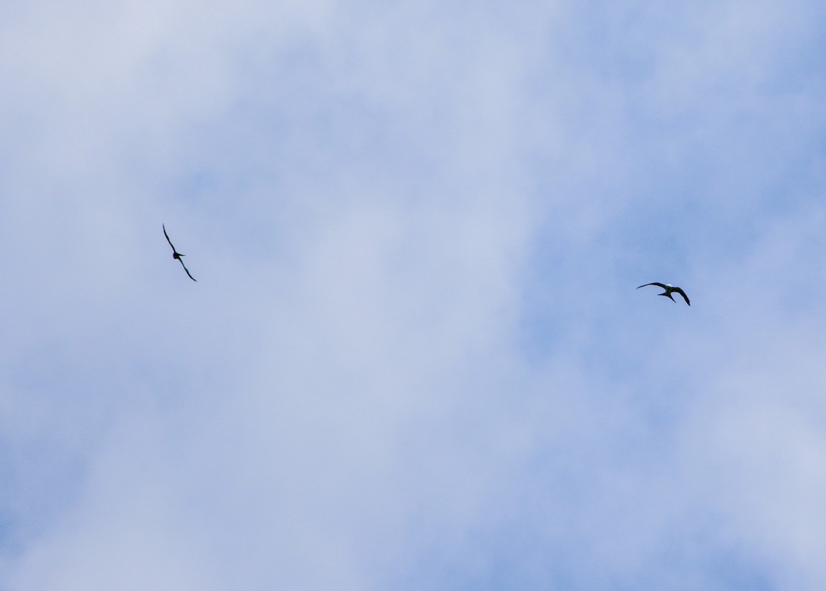 Swallow-tailed Kite - ML620116522