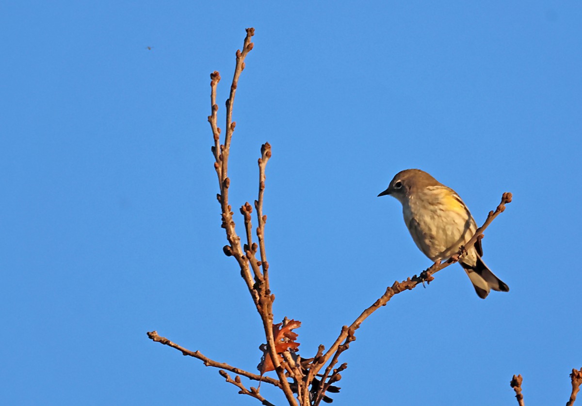 Yellow-rumped Warbler - ML620116524