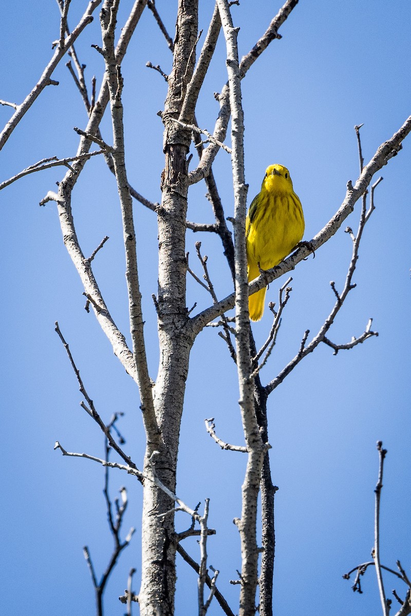 Yellow Warbler - ML620116527