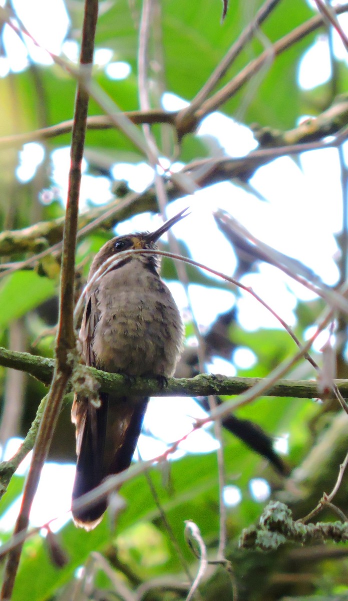 Brown Violetear - ML620116529