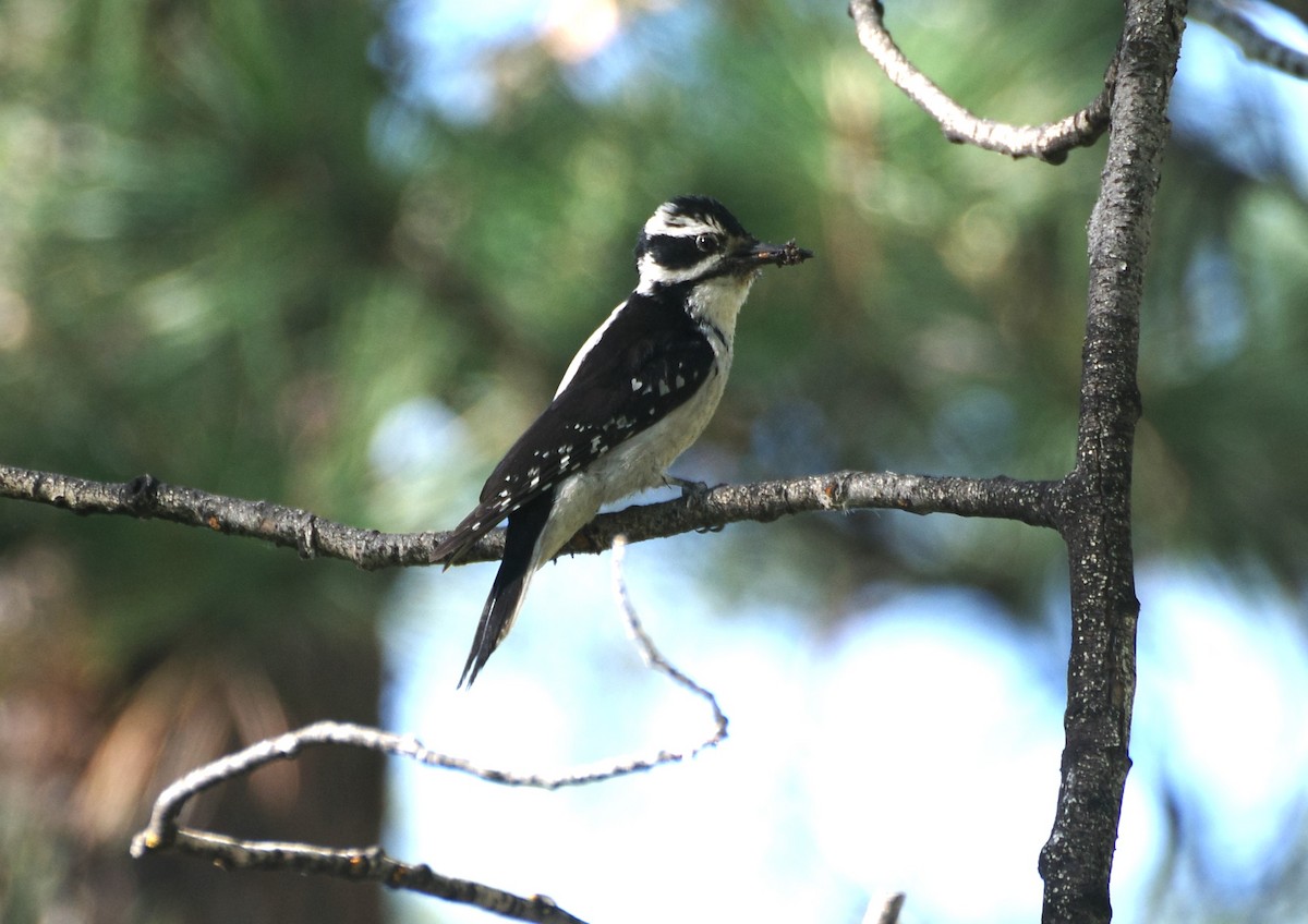 Hairy Woodpecker - ML620116530