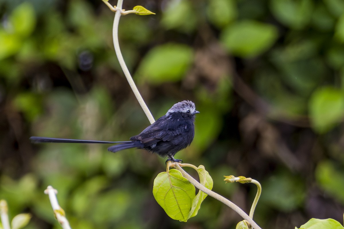 Long-tailed Tyrant - ML620116539