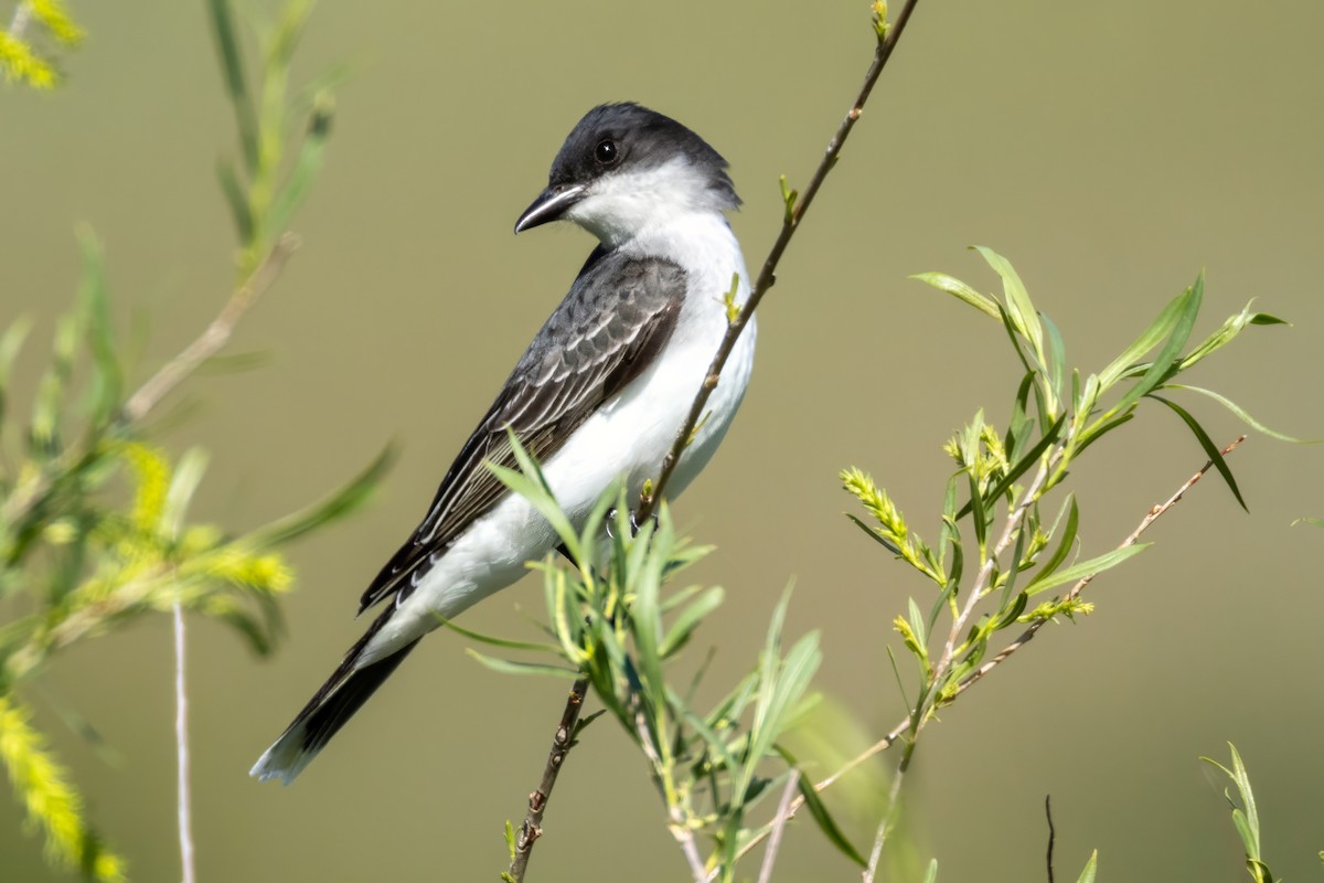 Eastern Kingbird - ML620116540