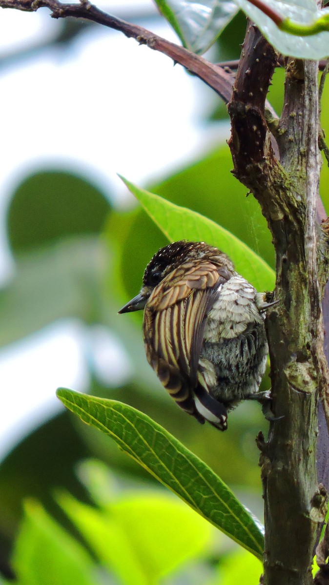 Scaled Piculet - ML620116546