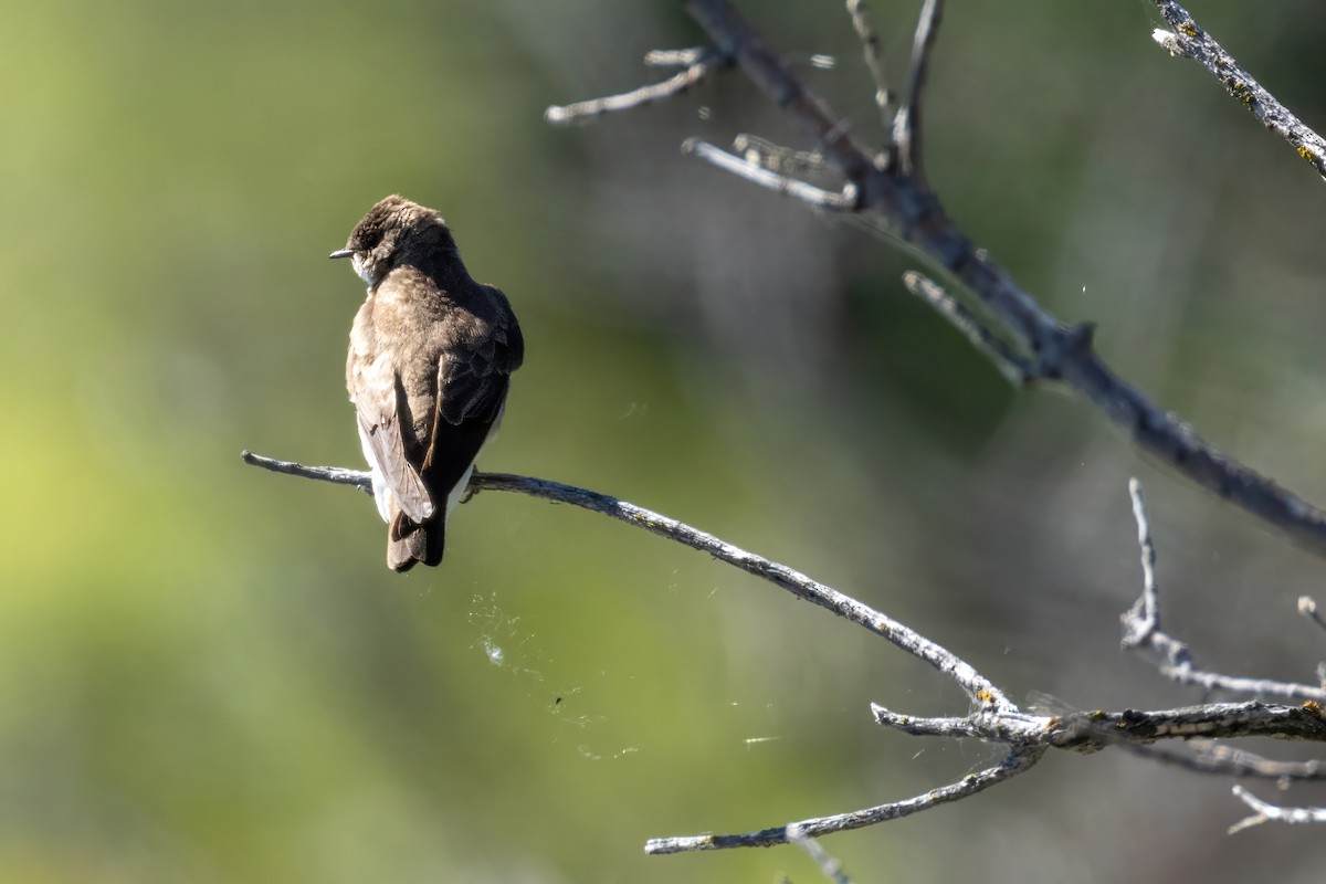 Northern Rough-winged Swallow - ML620116547