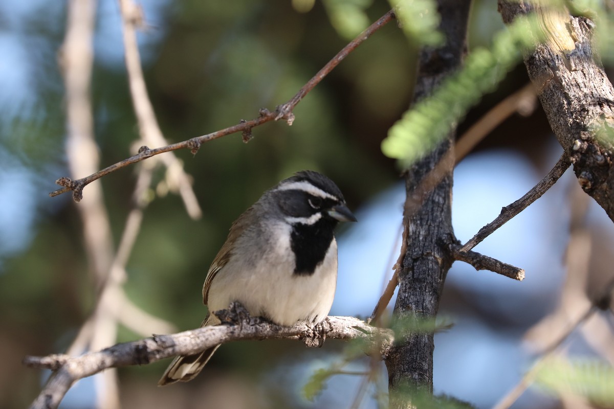 Black-throated Sparrow - ML620116552