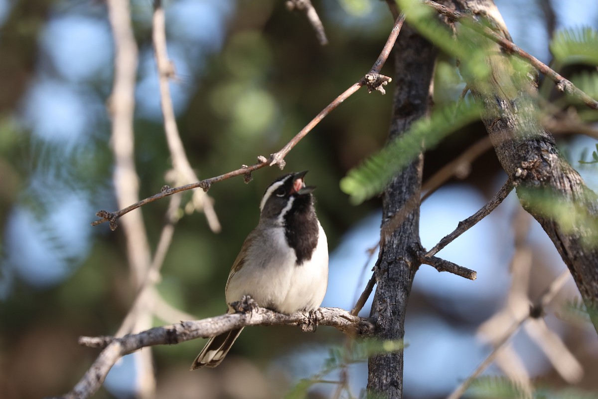Black-throated Sparrow - ML620116553