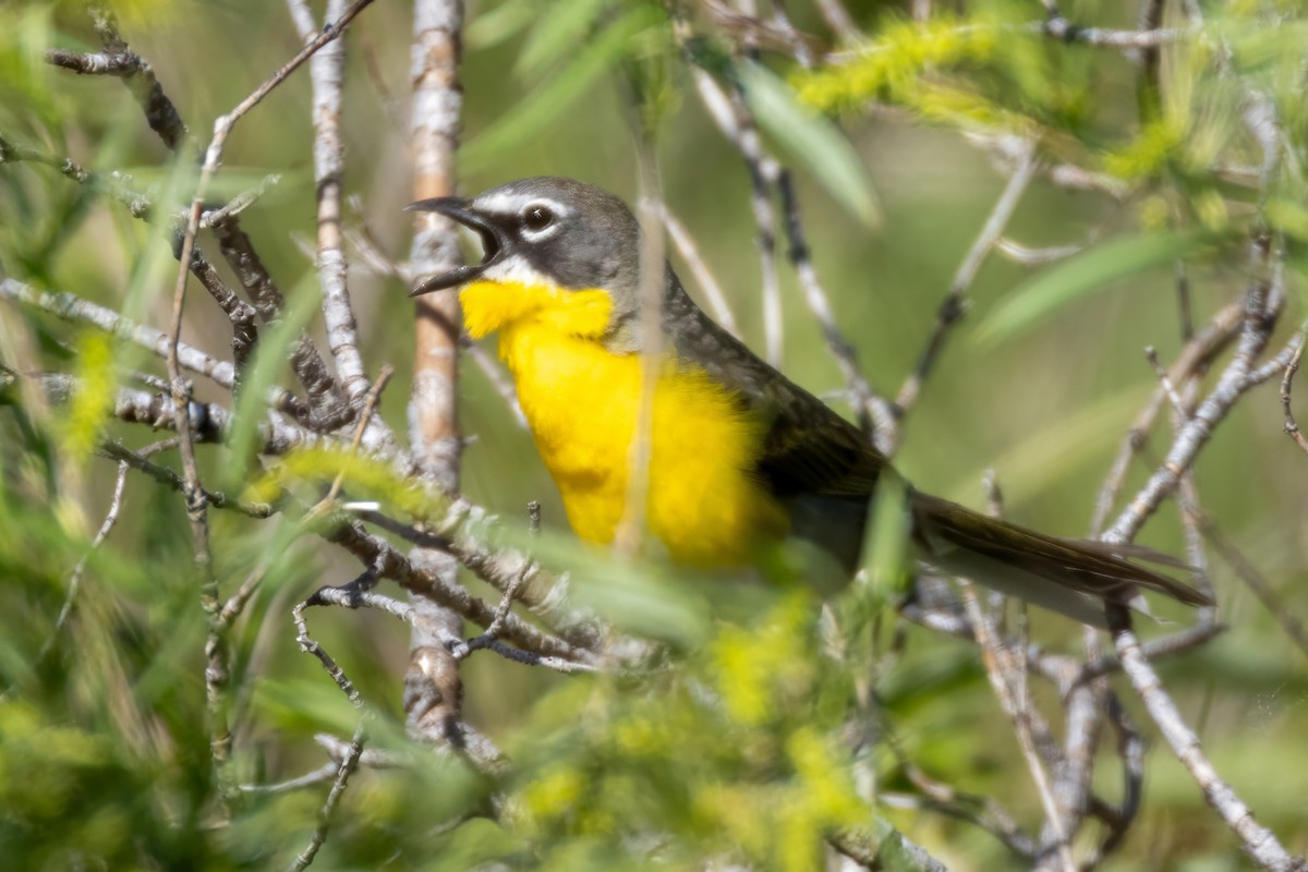 Yellow-breasted Chat - ML620116555
