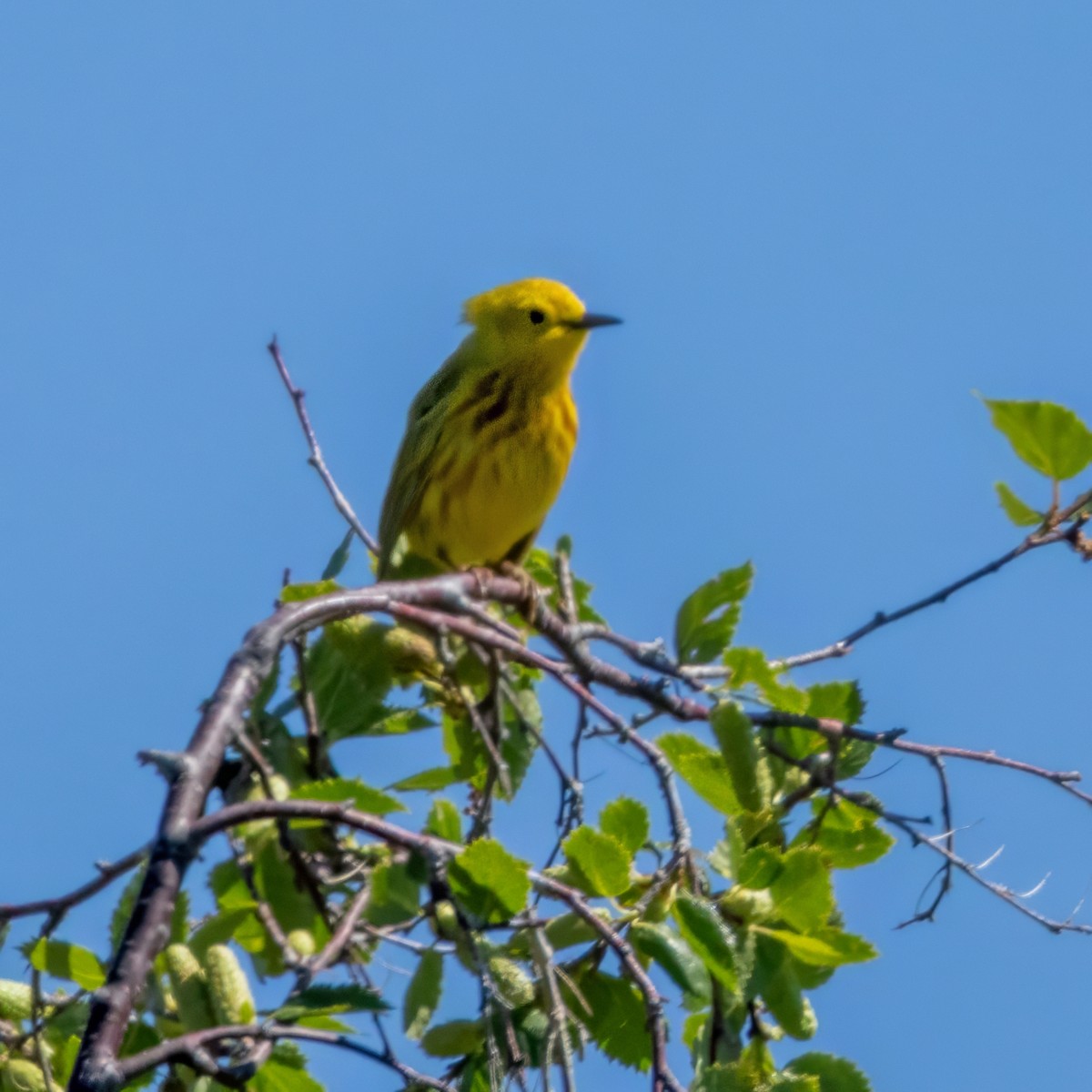 Yellow Warbler - ML620116561