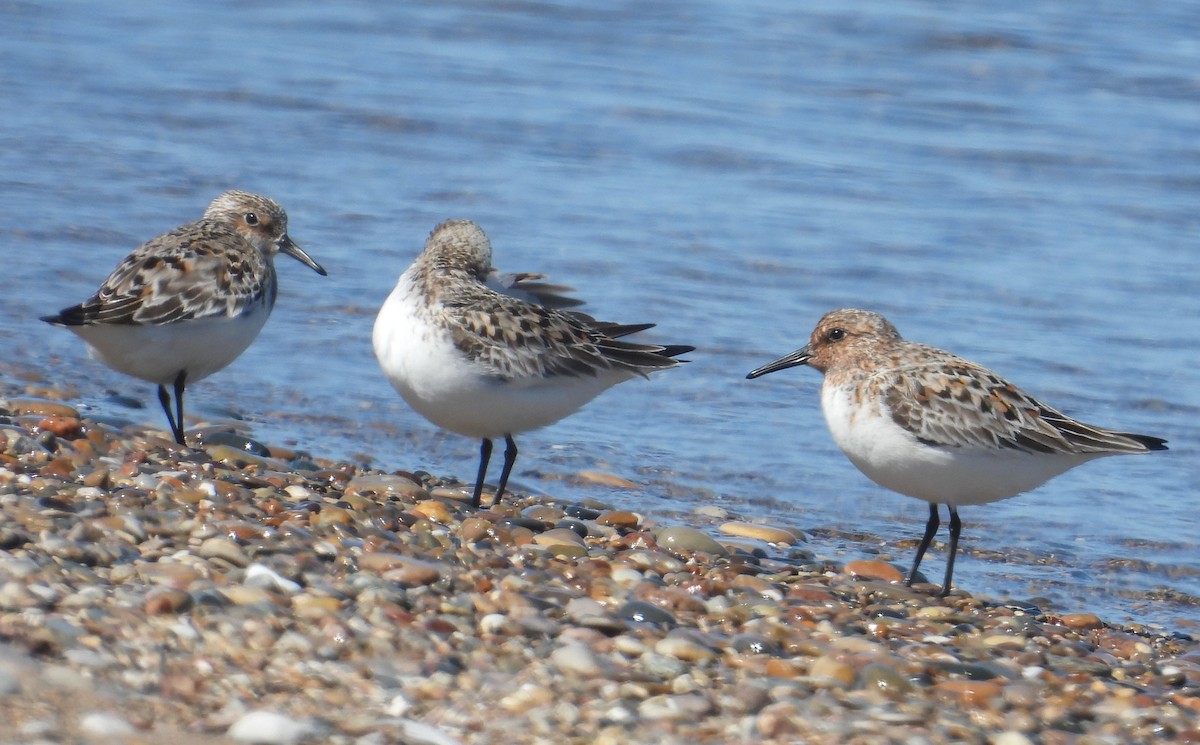 Sanderling - Matt Tobin