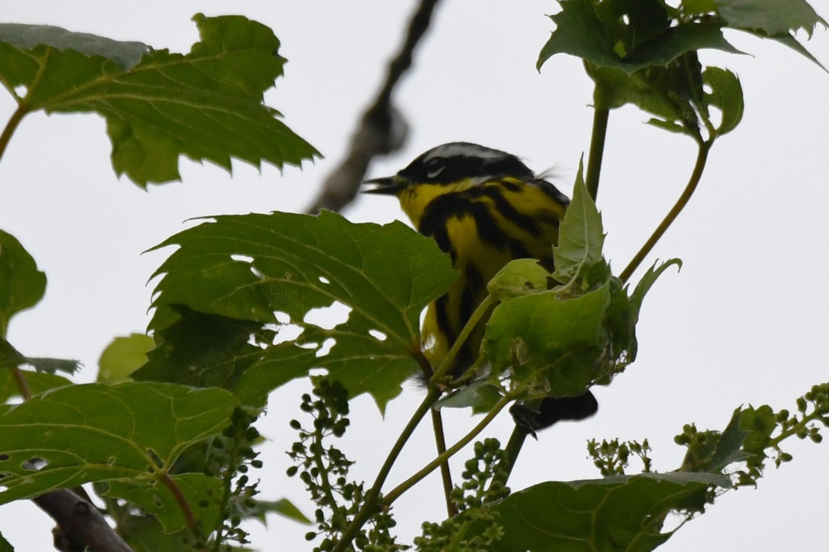 Magnolia Warbler - ML620116566