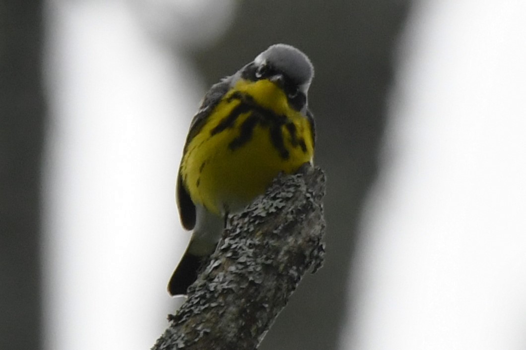 Magnolia Warbler - ML620116568