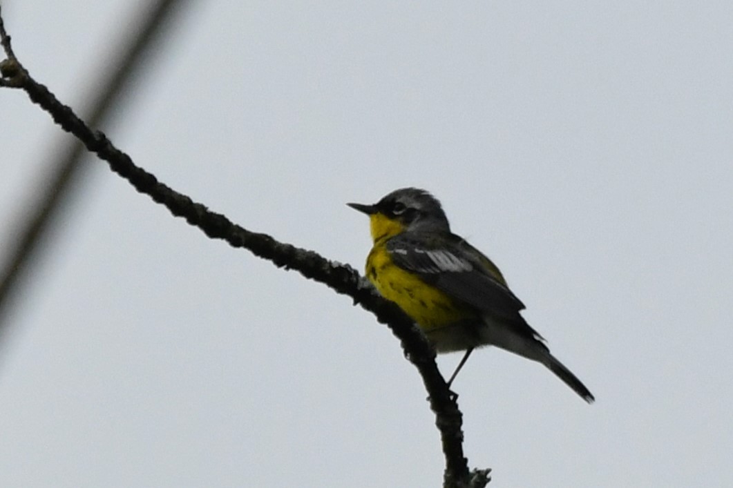 Magnolia Warbler - ML620116569