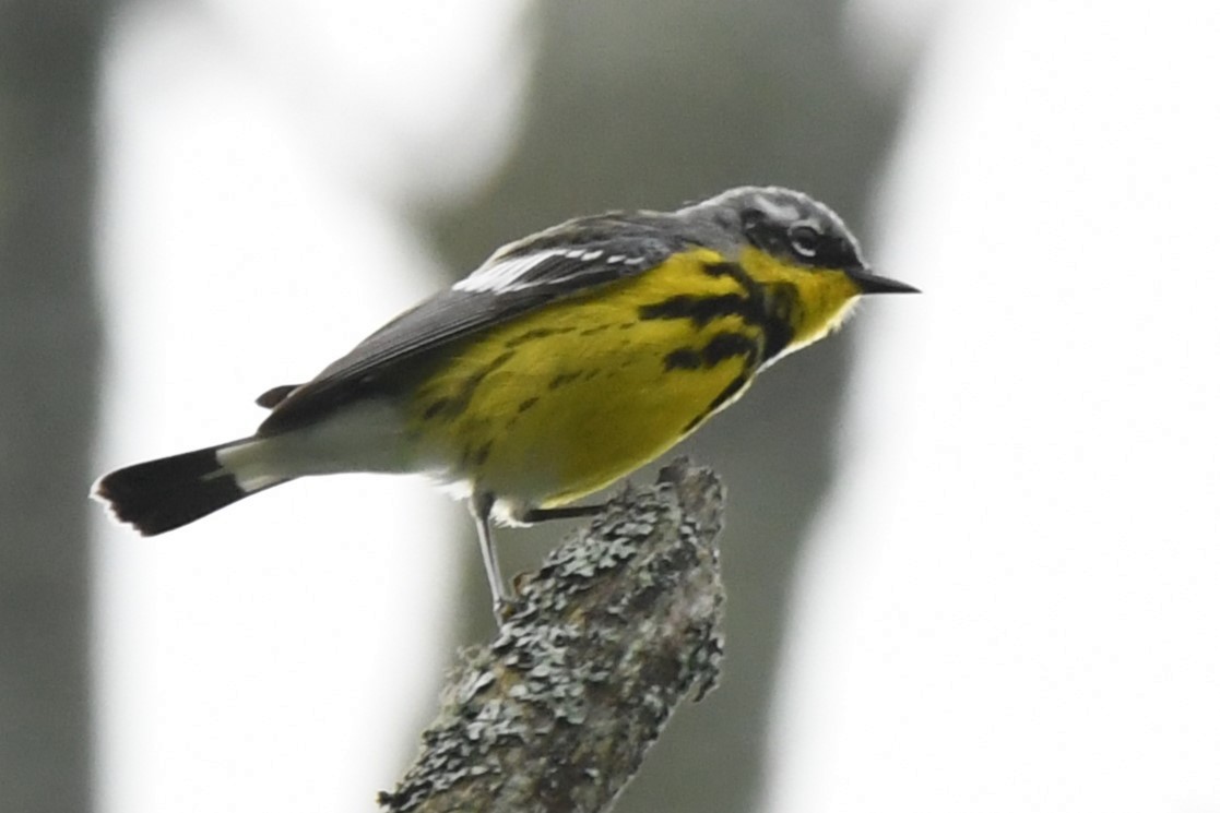 Magnolia Warbler - ML620116570