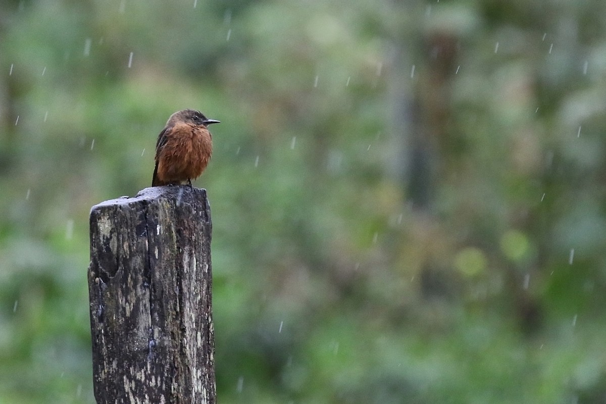 Cliff Flycatcher - ML620116574