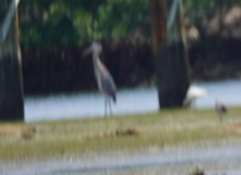 Great Blue Heron - ML620116576