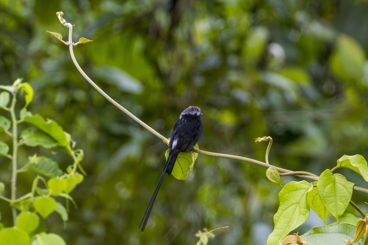 Long-tailed Tyrant - ML620116577