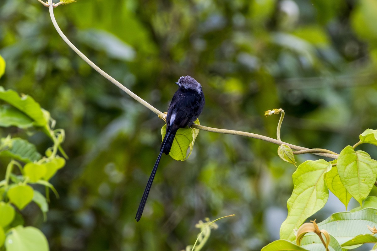 Long-tailed Tyrant - ML620116578