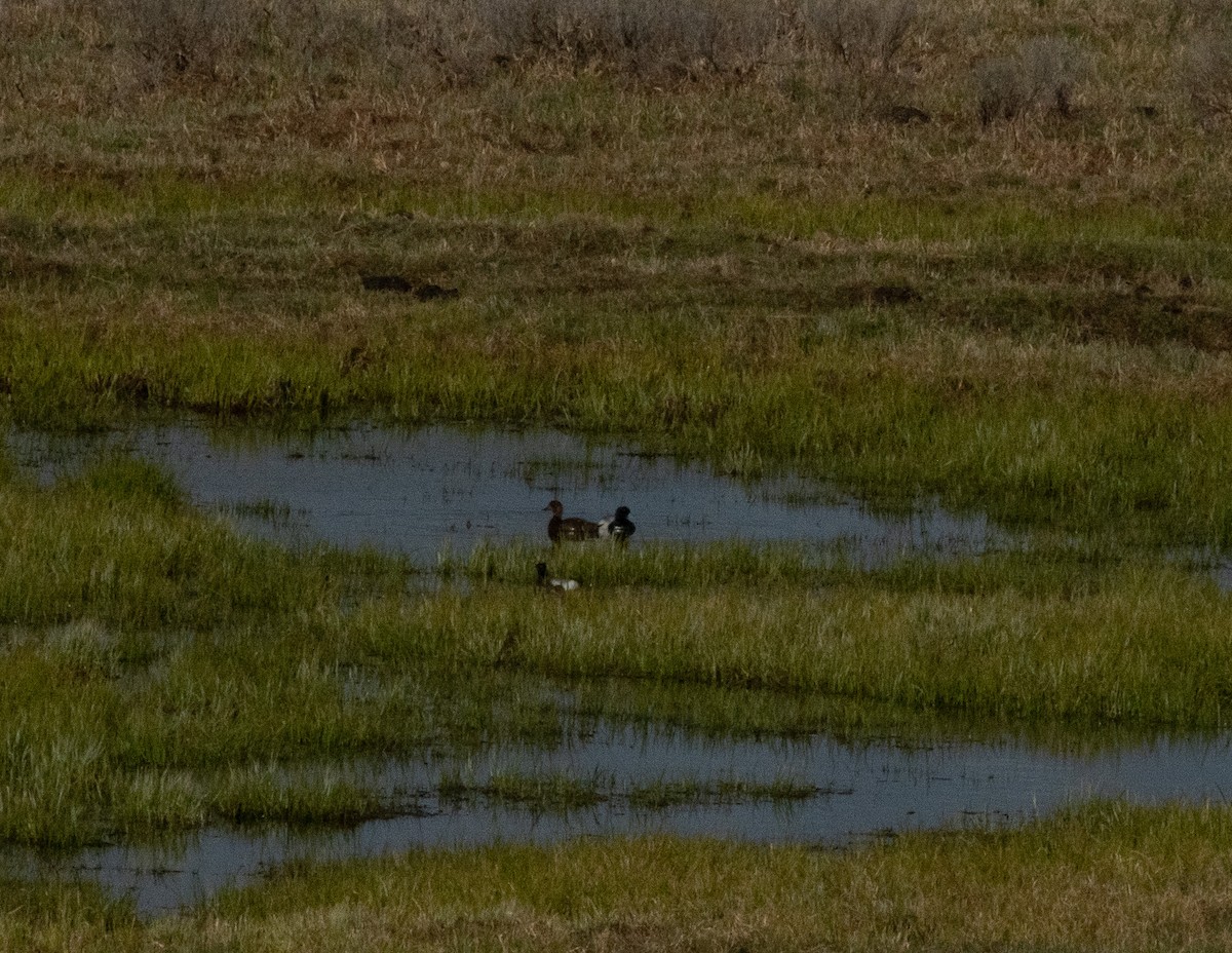 Lesser Scaup - ML620116580